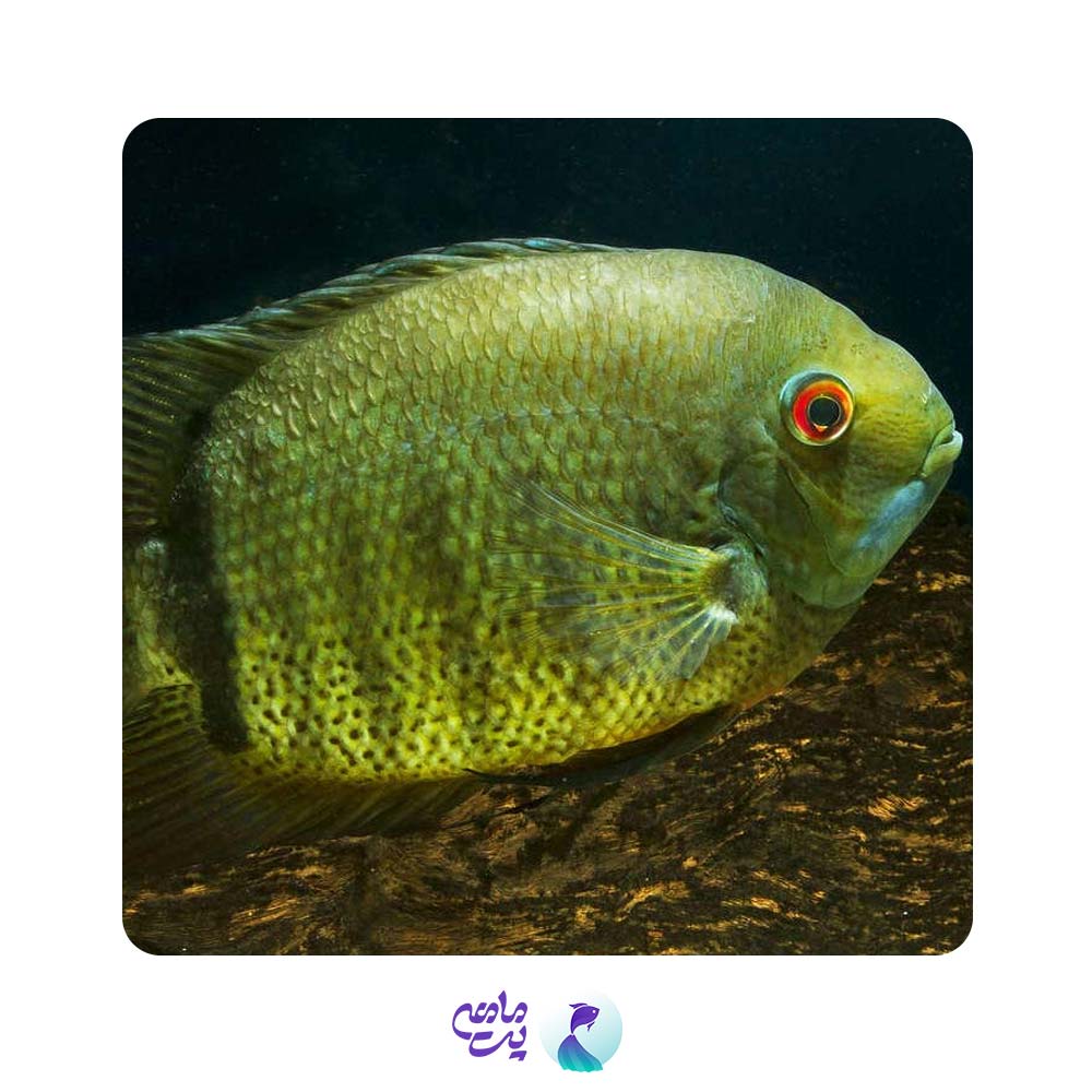 ماهی سوروم سبز سایز 4 تا 7 سانتی متر