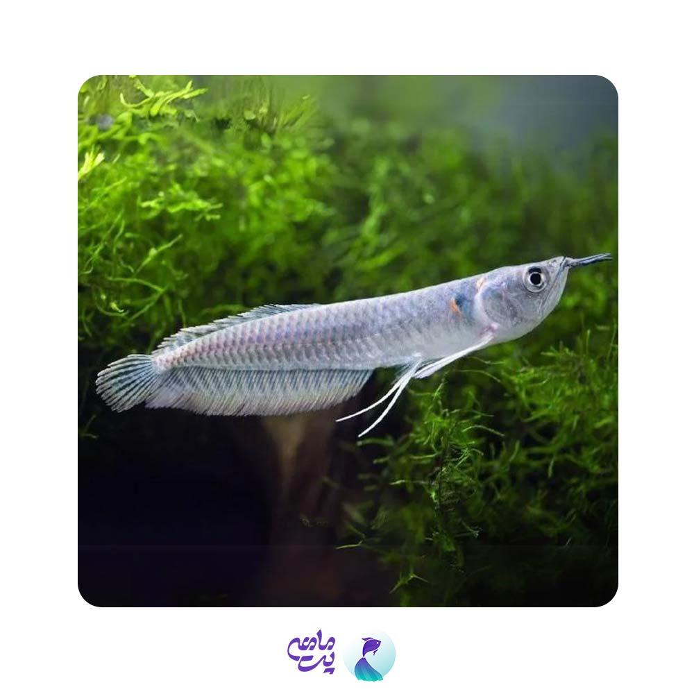 ماهی آروانا 20 تا 25 سانتیمتری