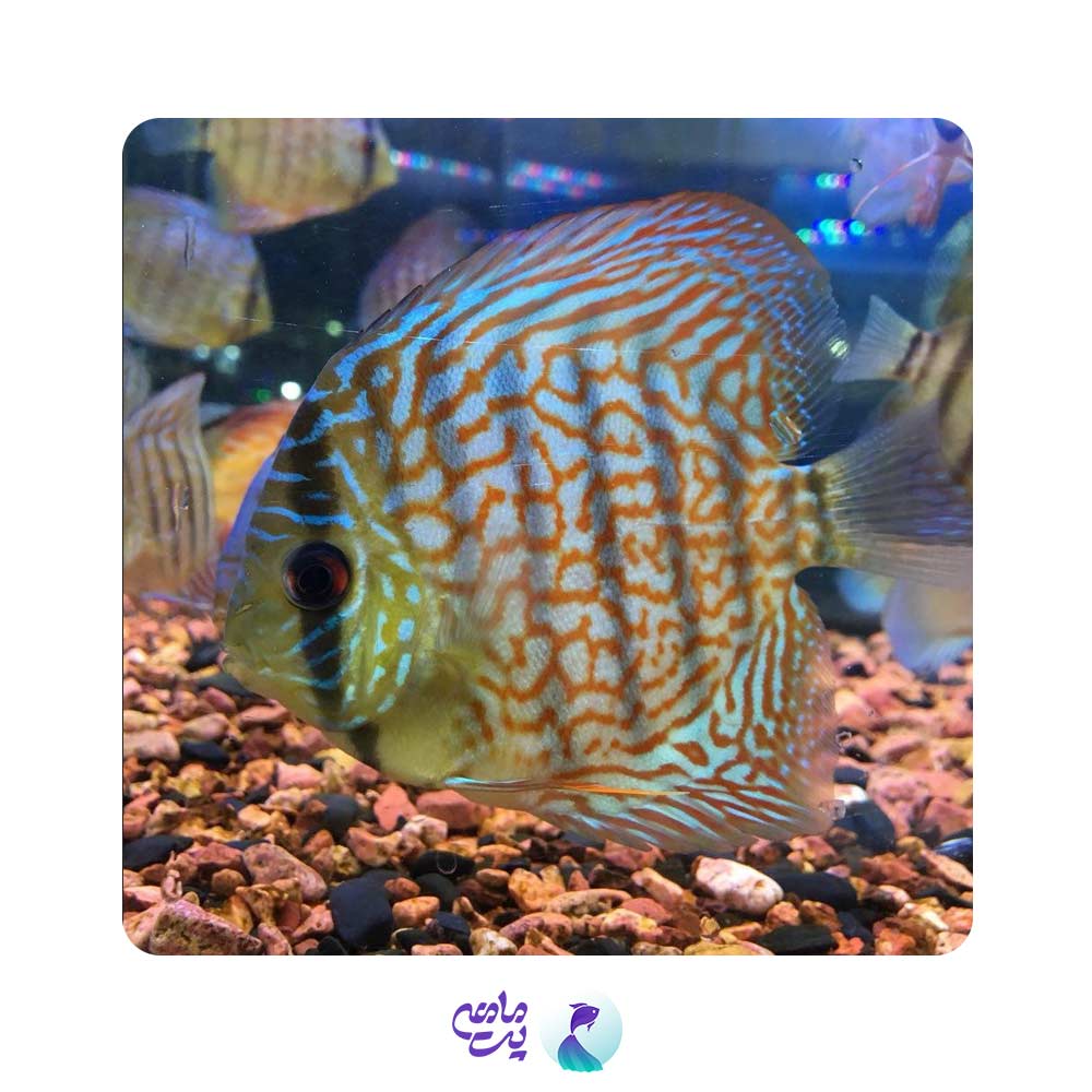 ماهی دیسکس 3 اینچ مختلط