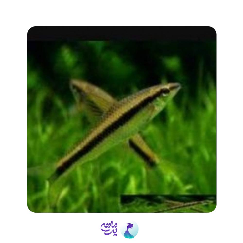 کت سیامی فوکس 4-5 سانت