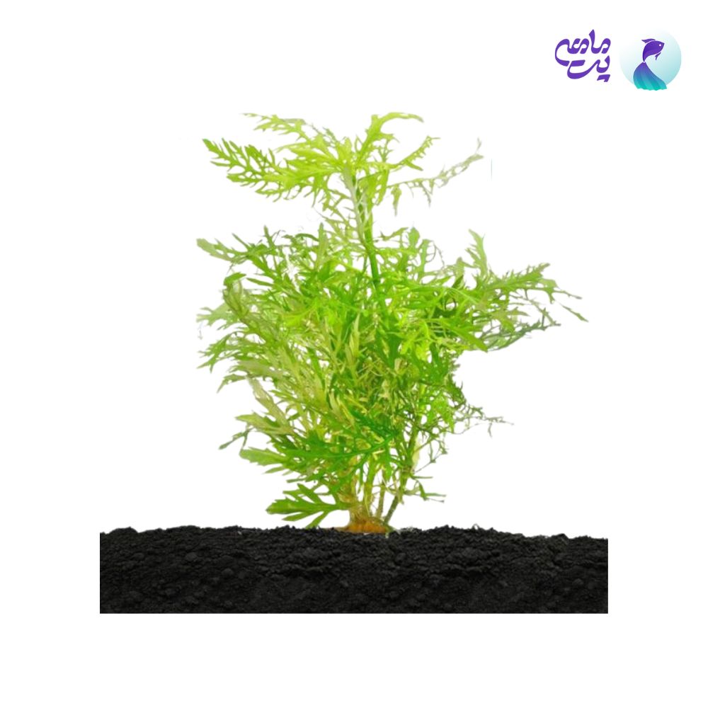 گیاه آکواریومی هایگروفیلا دیفورمیس - افرا (گلدانی)