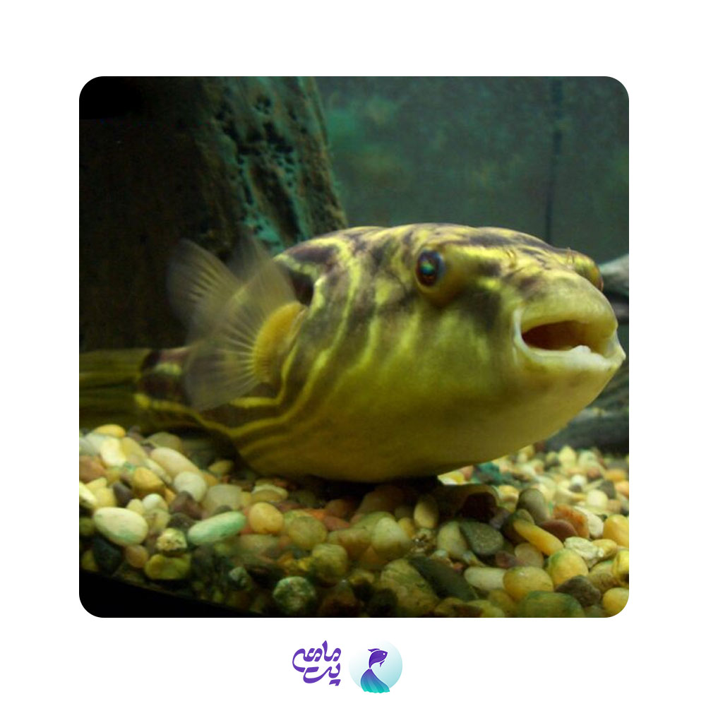 ماهی پوفر فاهاکا 3 تا 4 سانتی متر