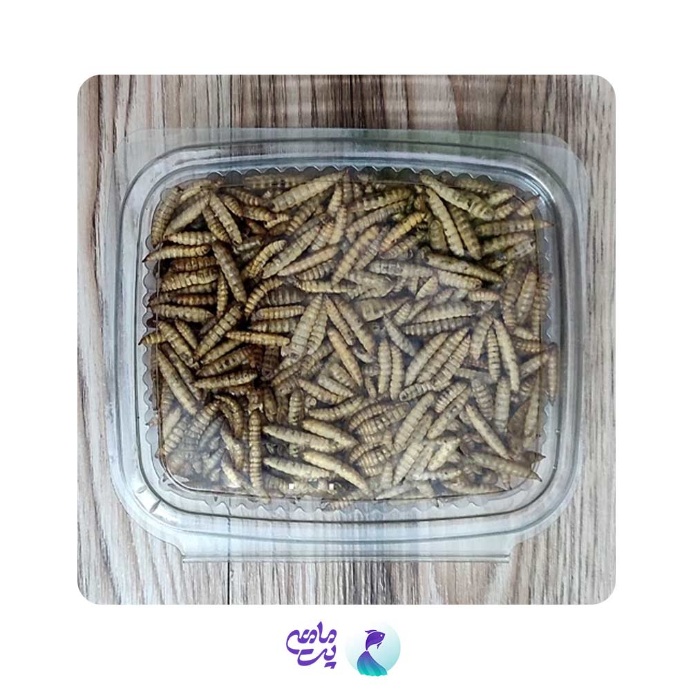غذای ماهی لارو مگس
