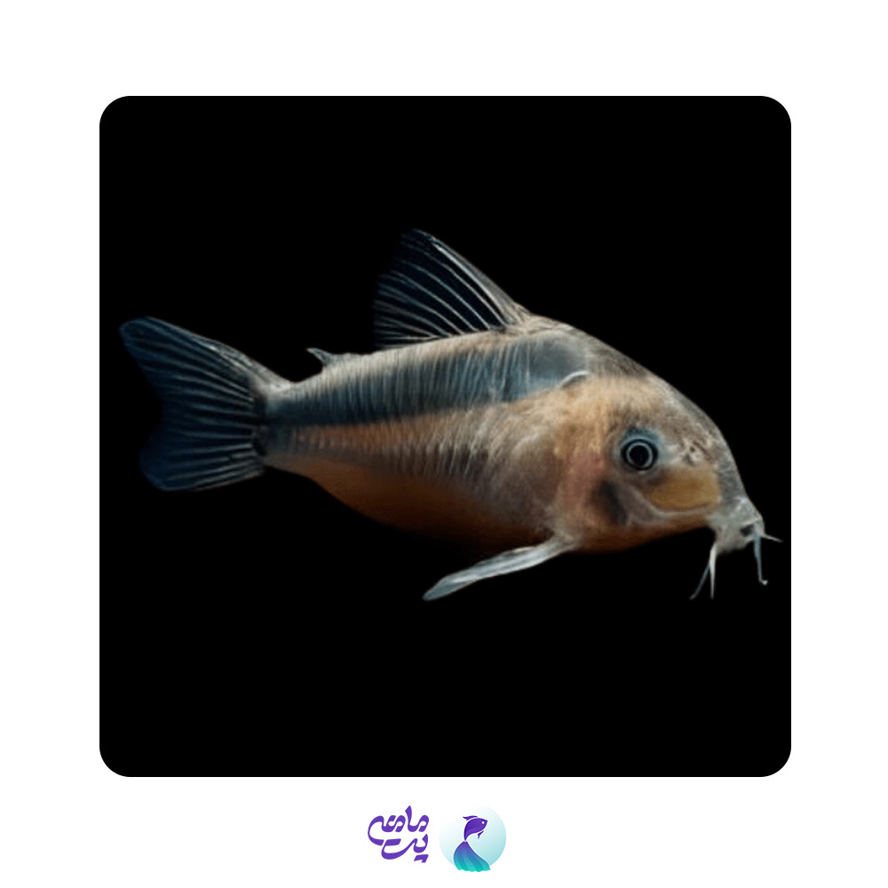 ماهی کوریدوراس رابوتی سایز 2 تا 4 سانت