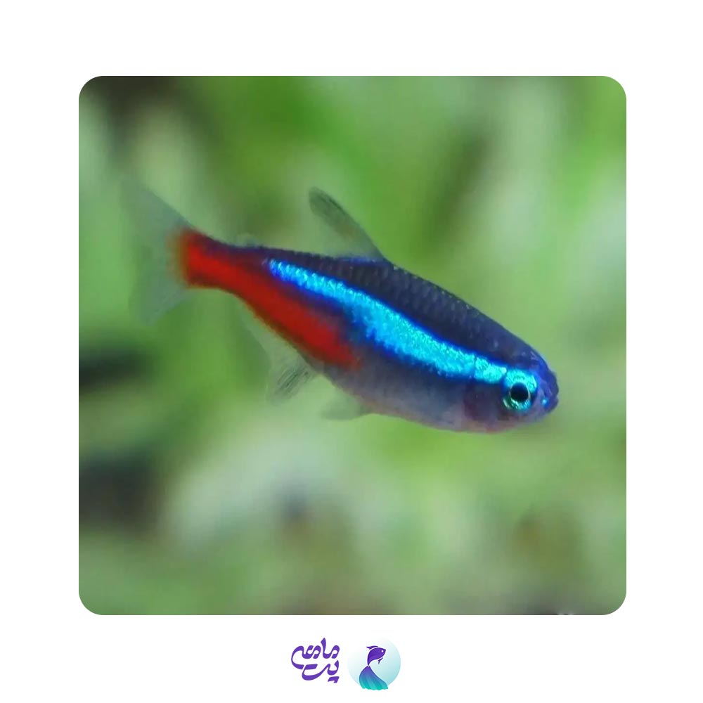 ماهی تترا نئون آبی 1 تا 2 سانتی متر
