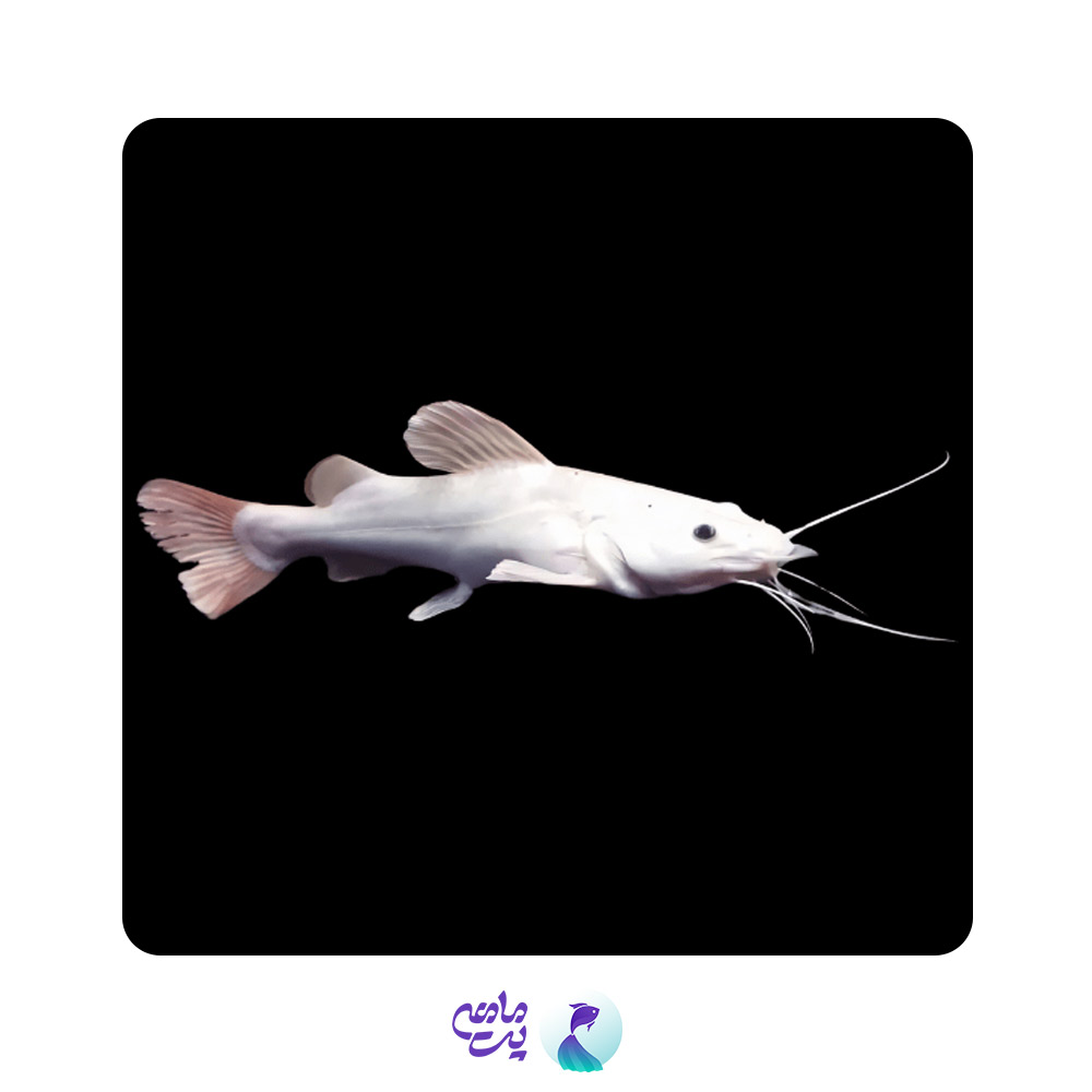 ماهی ردتیل پلاتینیوم سایز 20 تا 25 سانت