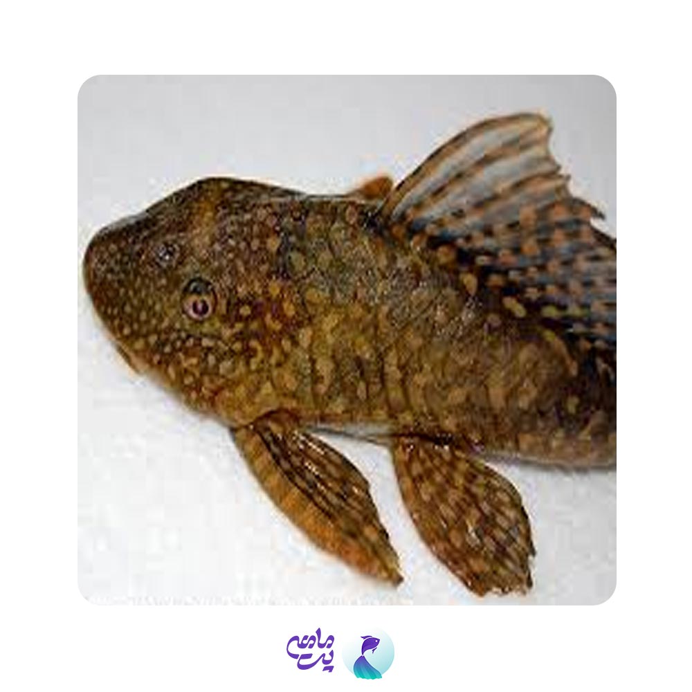 کت معمولی 7-8 سانت (لجن خوار)