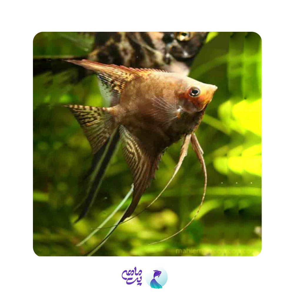 آنجل دودی 3-4 سانت