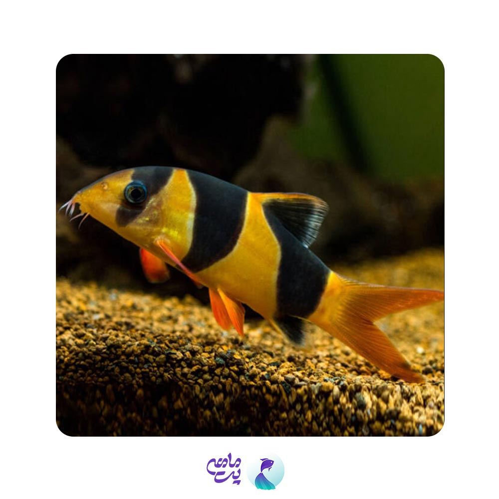 لوچ دلقک 4-6 سانت