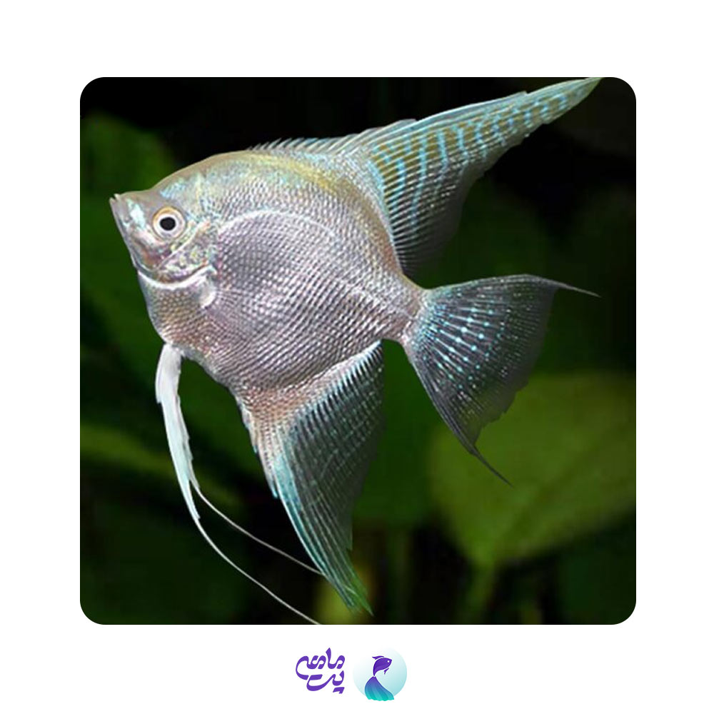ماهی آنجل پلاتینیوم سایز 7 تا 10 سانتی متر