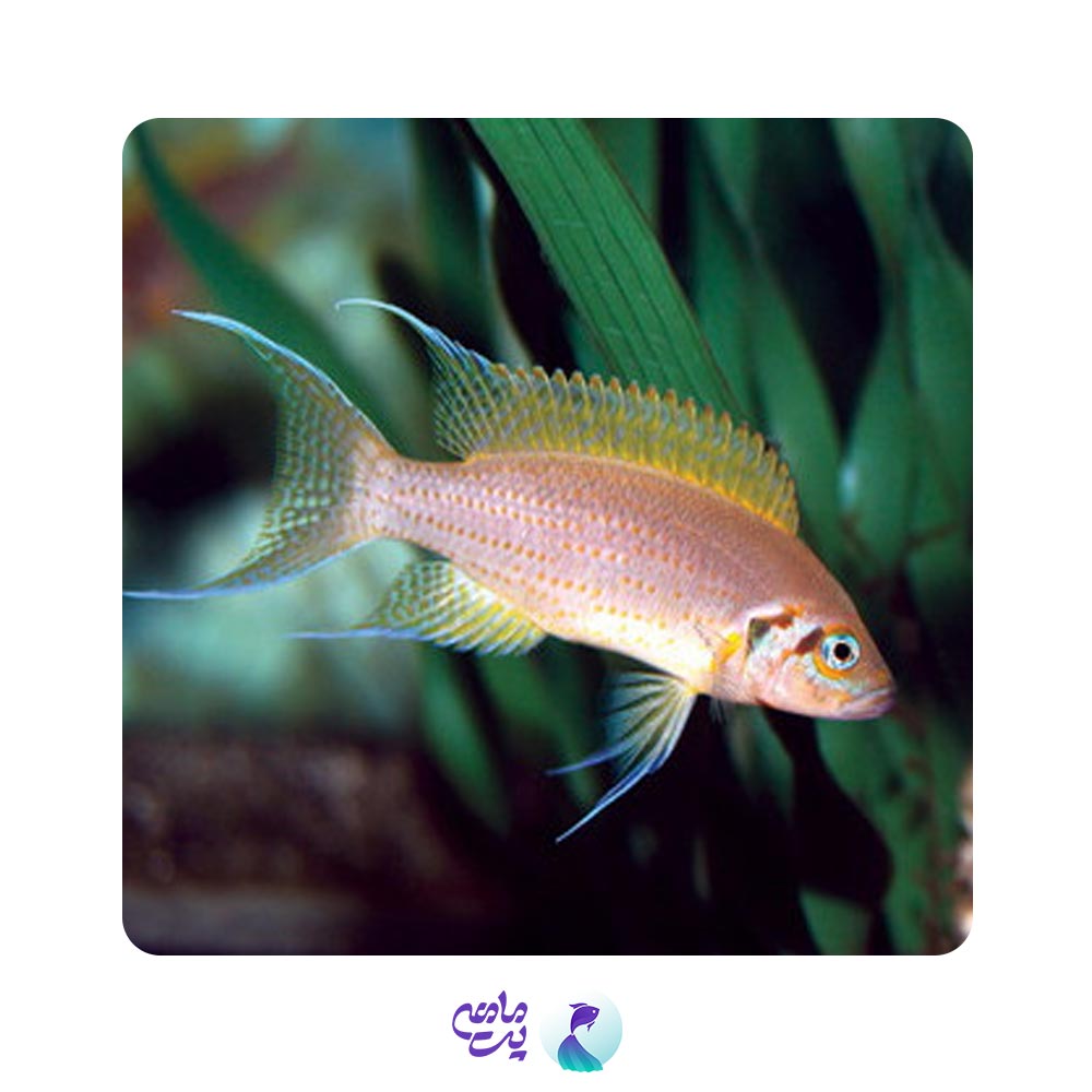 بریچاردی 3 تا 5 cm