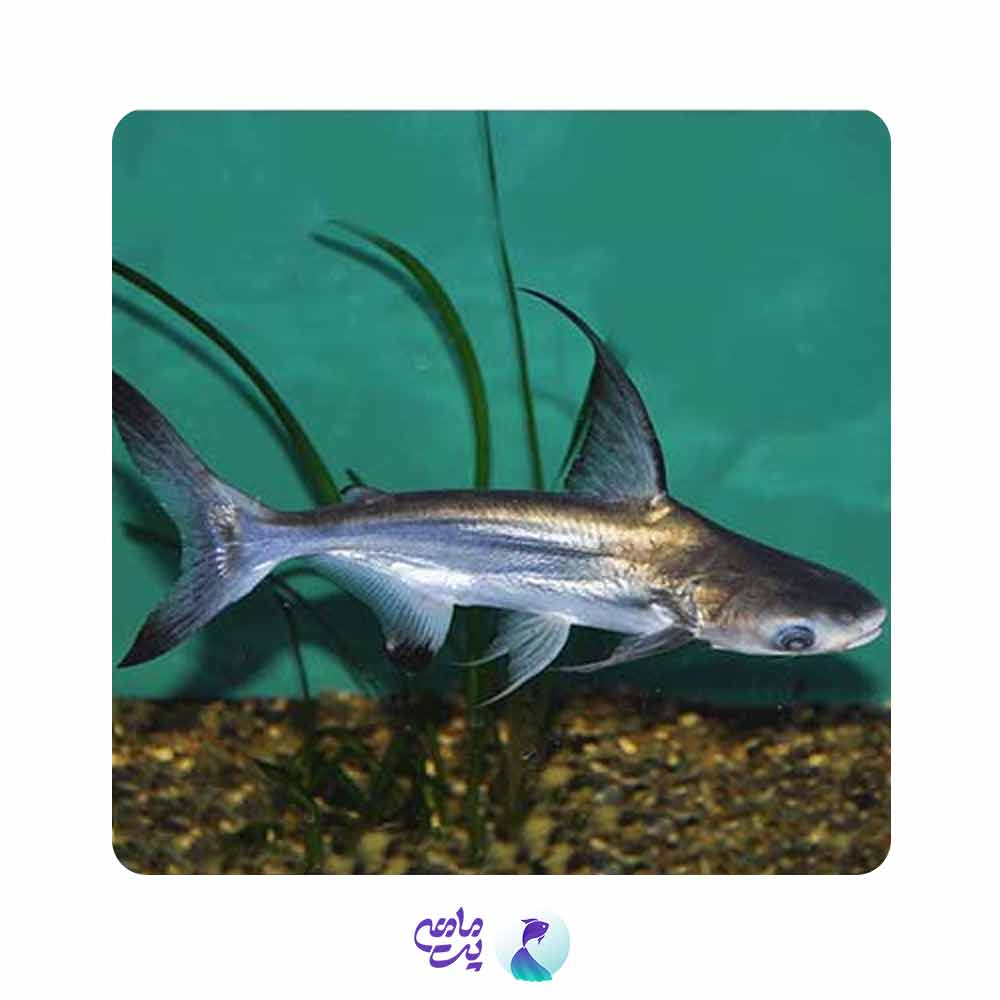 ماهی پنگوسی باله بلند 12-13 سانت