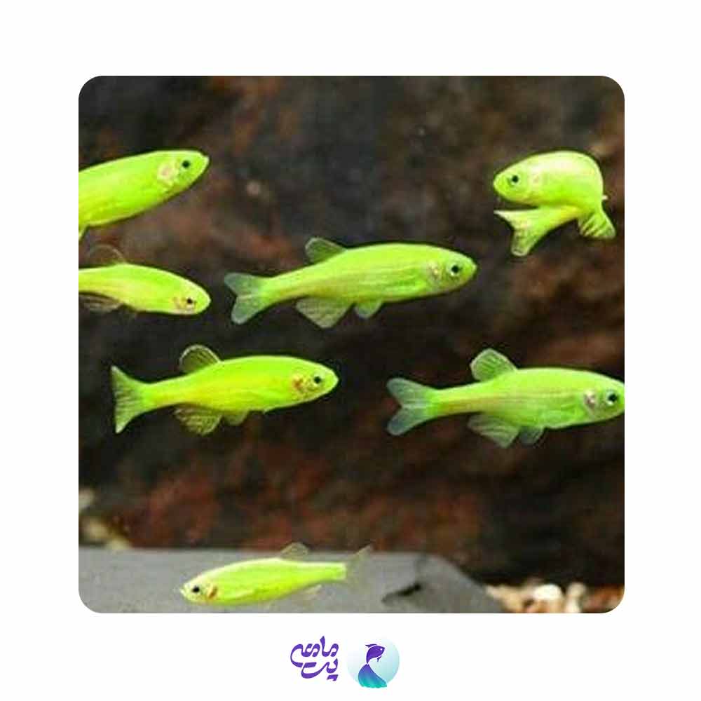 زبرا سبز 1 تا 2 سانت