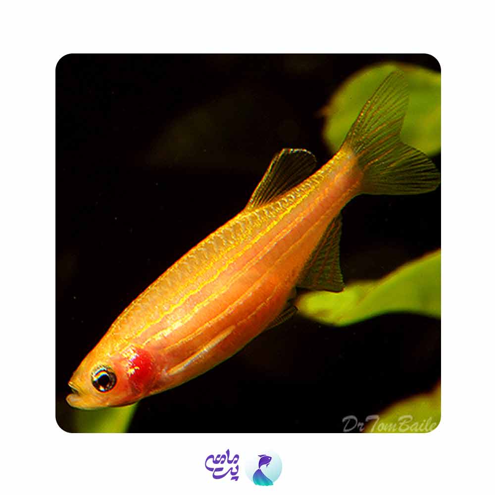 زبرا نارنجی 1 تا 2 سانت