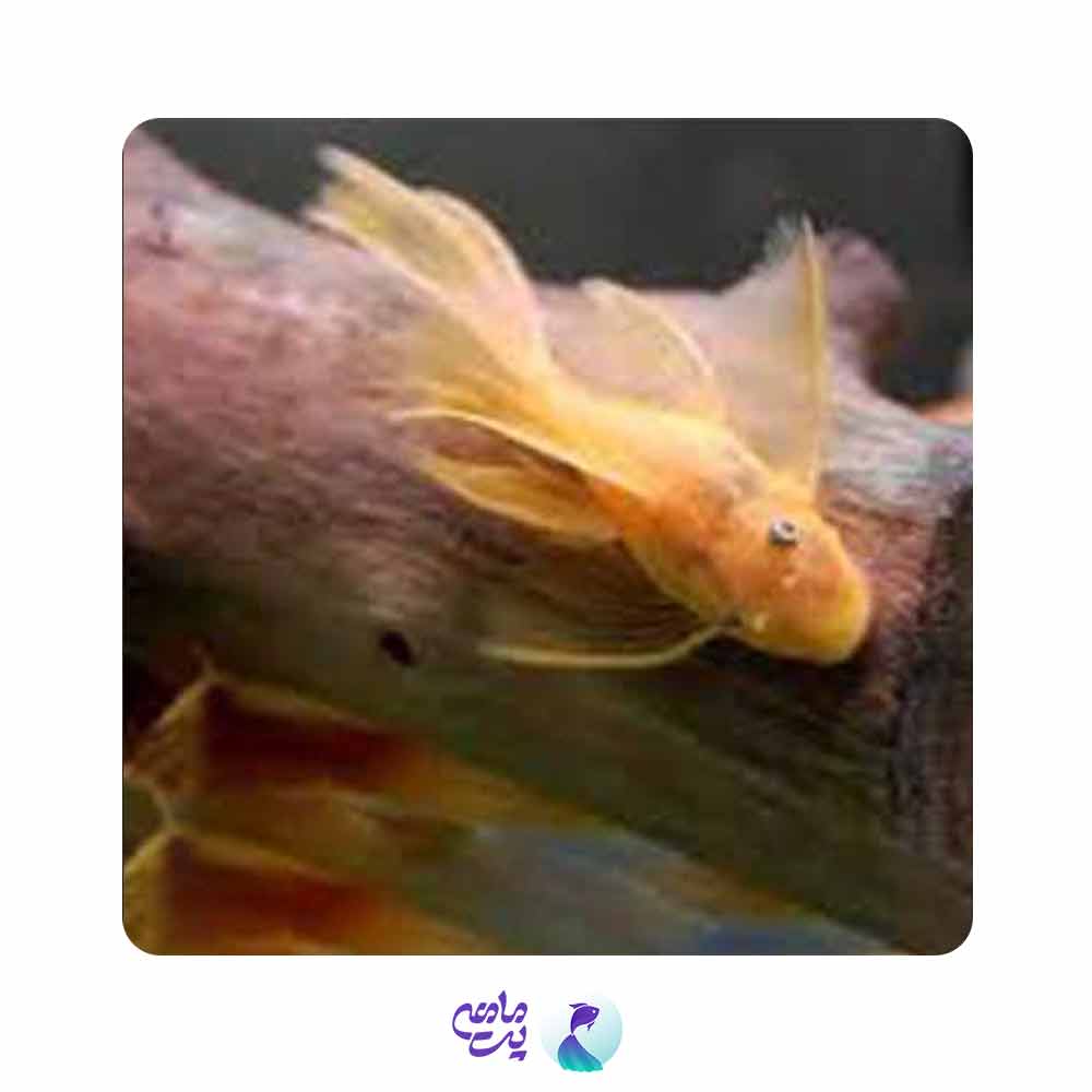 کت پوزه بوته ای آلبینو باله بلند 4 تا 5 سانت