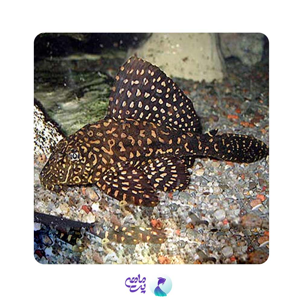 کت معمولی 3 تا 5 سانت (لجن خوار)