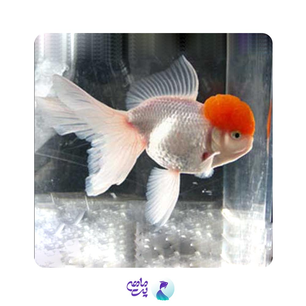 گلدفیش ردکپ 8 تا 10 سانت