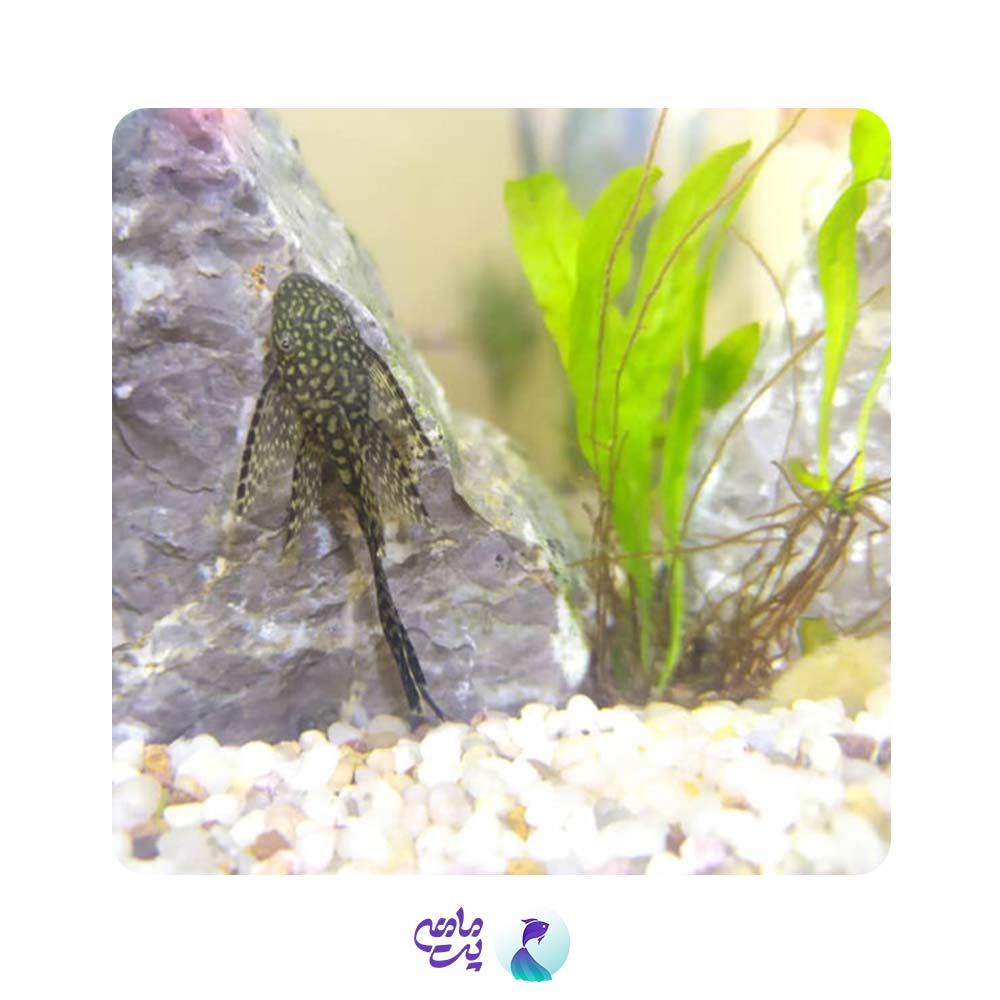 ماهی کت پوزه بوته ای مشکی باله بلند 7 تا 10 سانتی متر