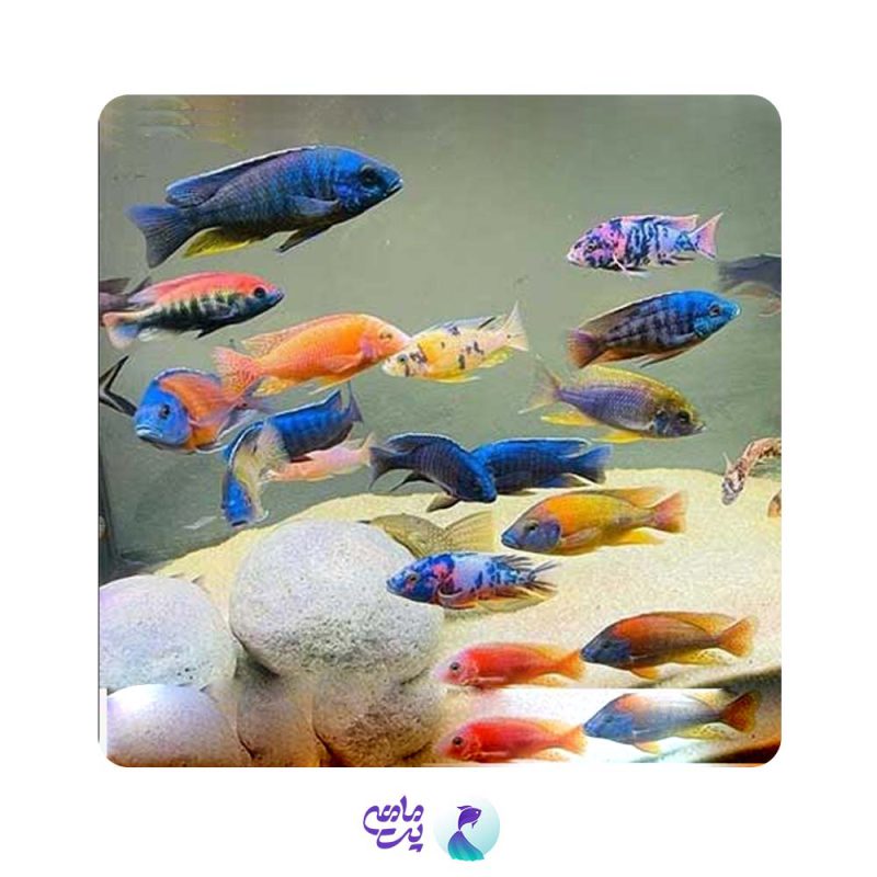 پک ماهی سیچلاید آفریقایی 6 تا 8 سانتی متر (5 عددی)