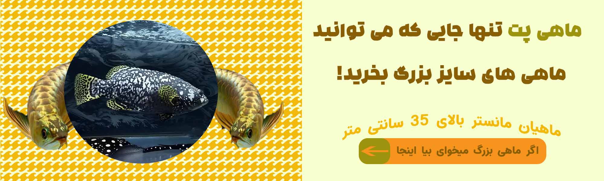 ماهیان بزرگ