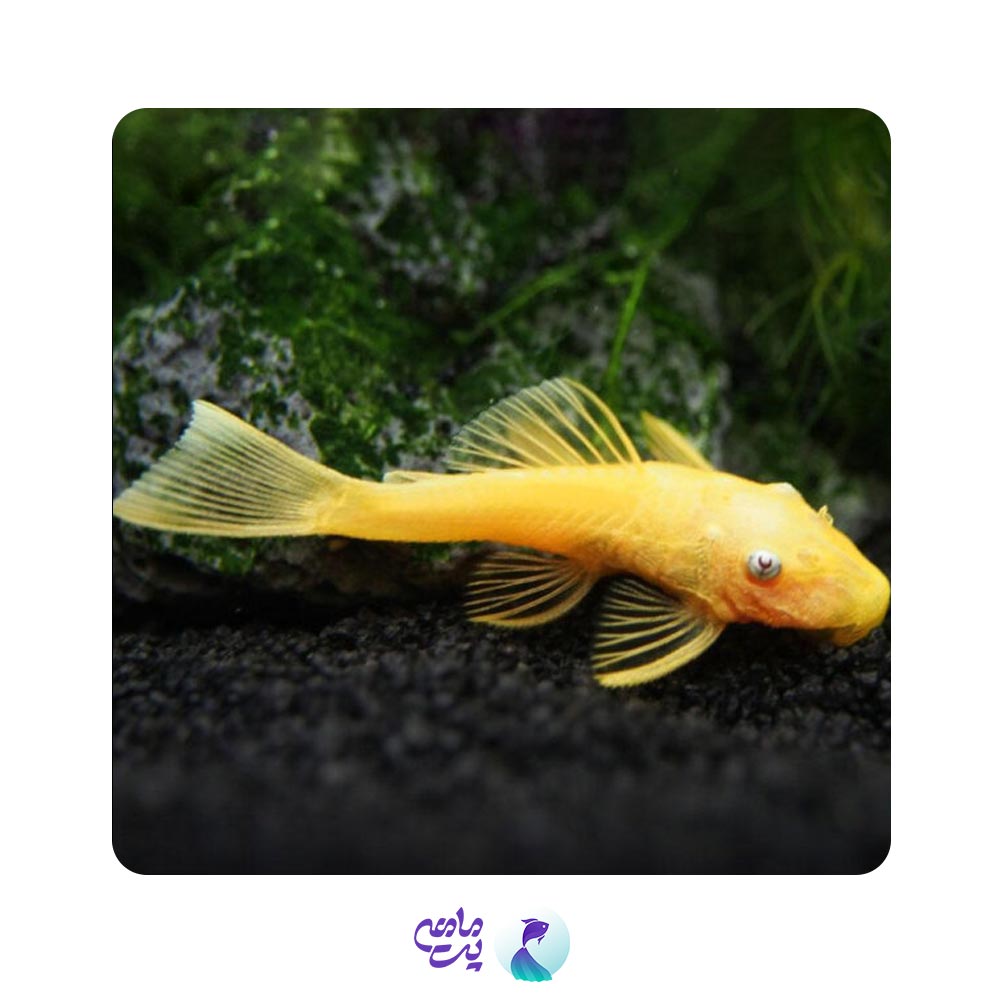 ماهی کت پوزه بوته ای آلبینو باله کوتاه 5 سانتی متر