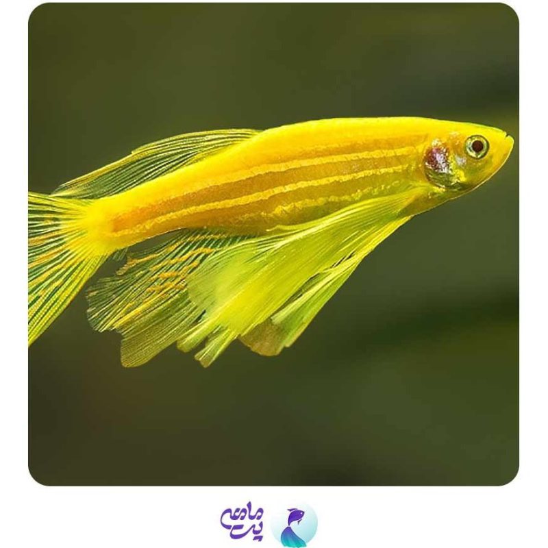 ماهی زبرا هیبرید 5 تا 6 سانتی متر