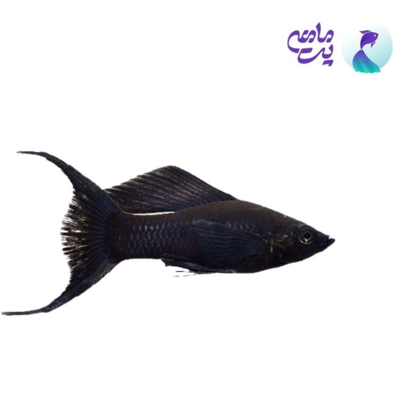 ماهی مولی مشکی دم عقربی