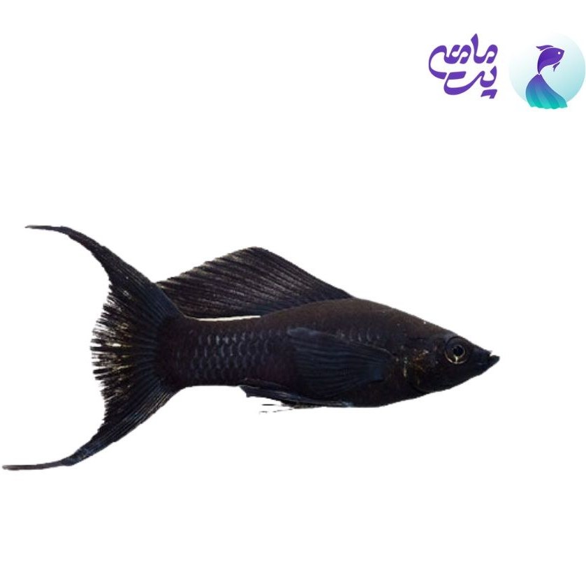 ماهی مولی مشکی دم عقربی