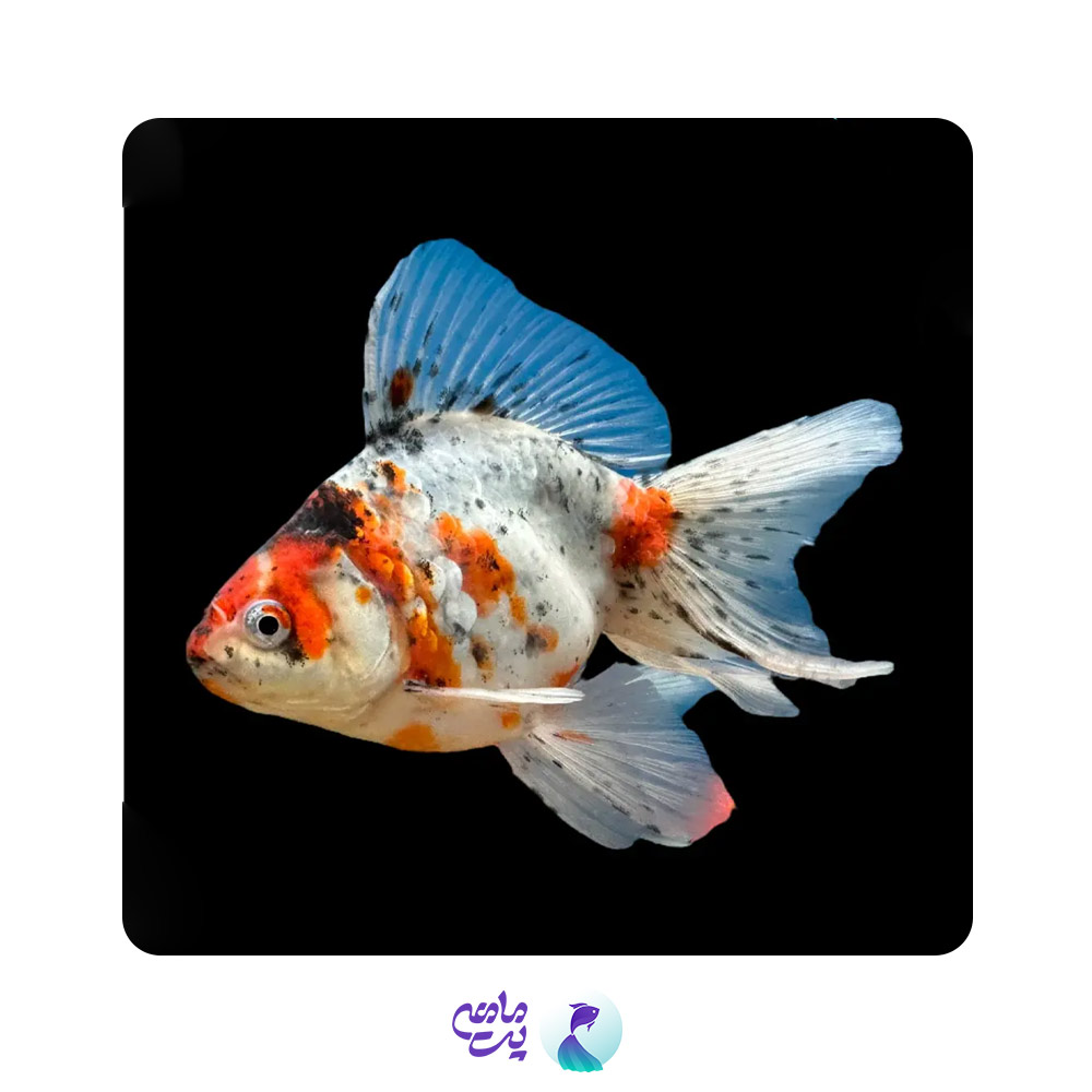 گلدفیش کالیکو رانکن 6 سانتی متر